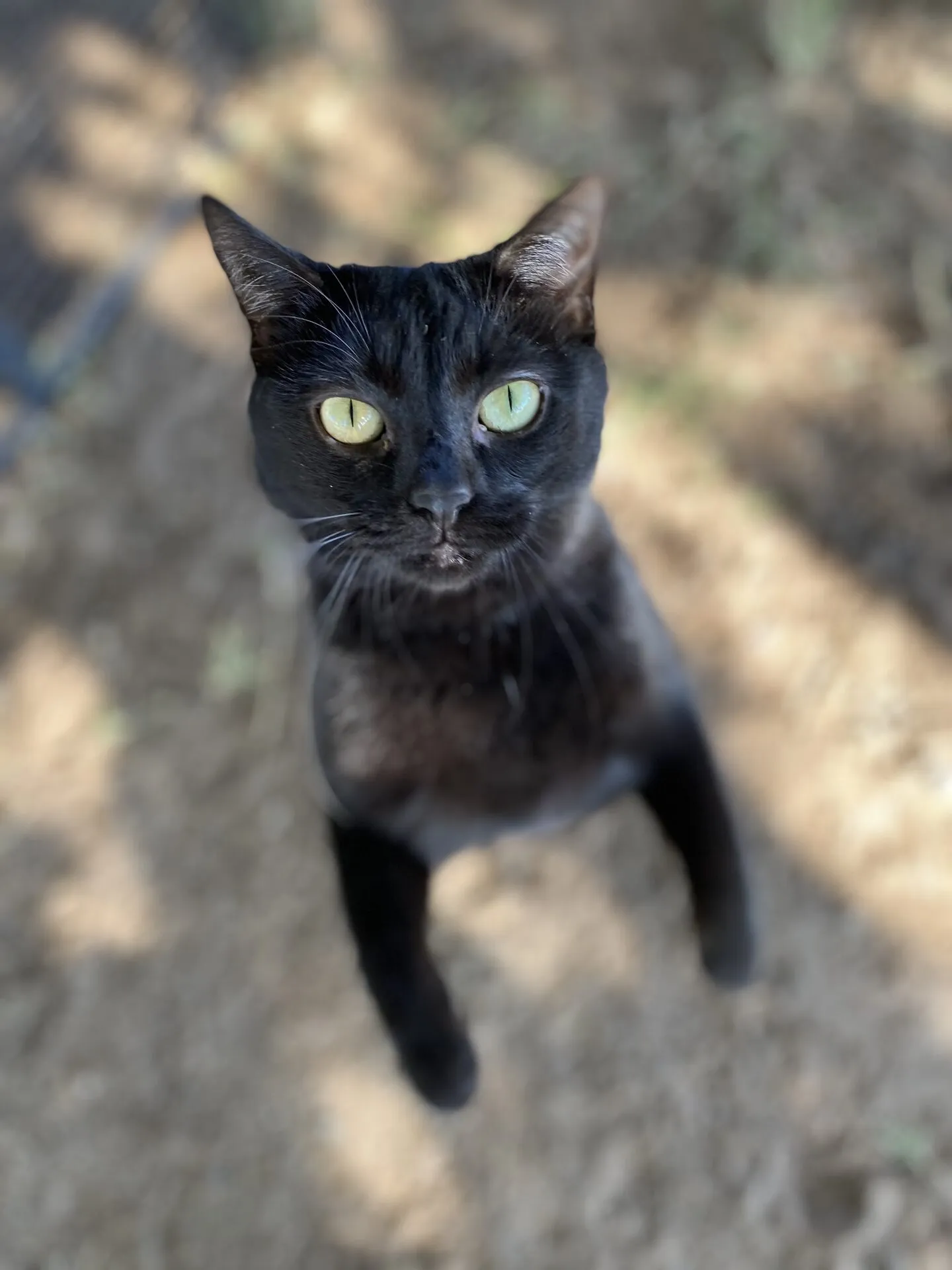 Aurora the Cat