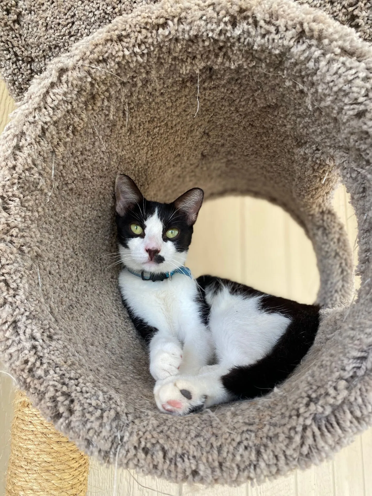 Flower the Cat