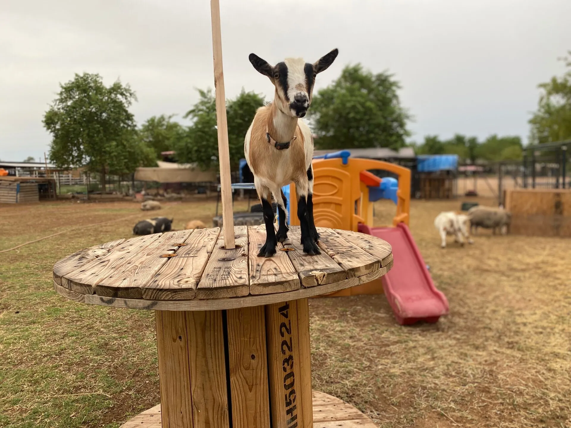 Nala the Goat