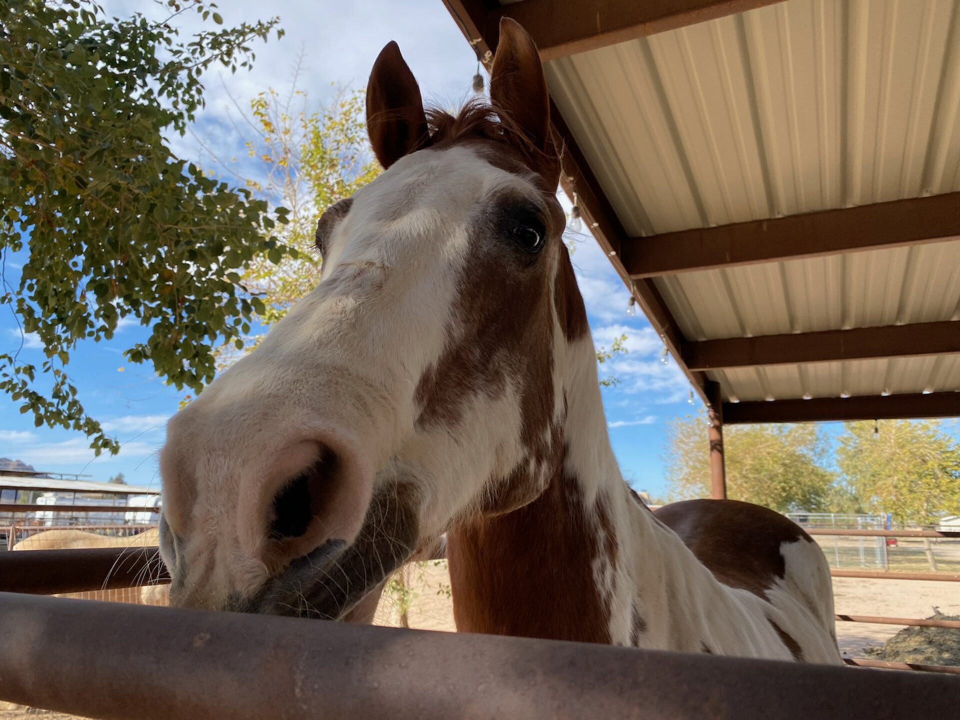 Sunny Days at the Sanctuary, photo 3