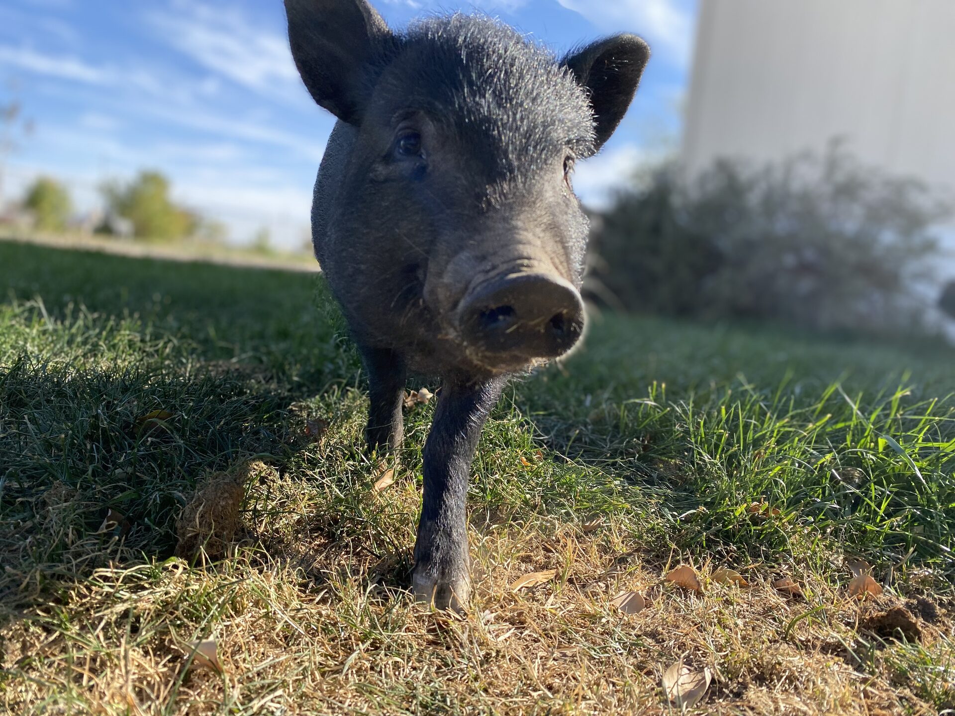 Sunny Days at the Sanctuary, photo 4