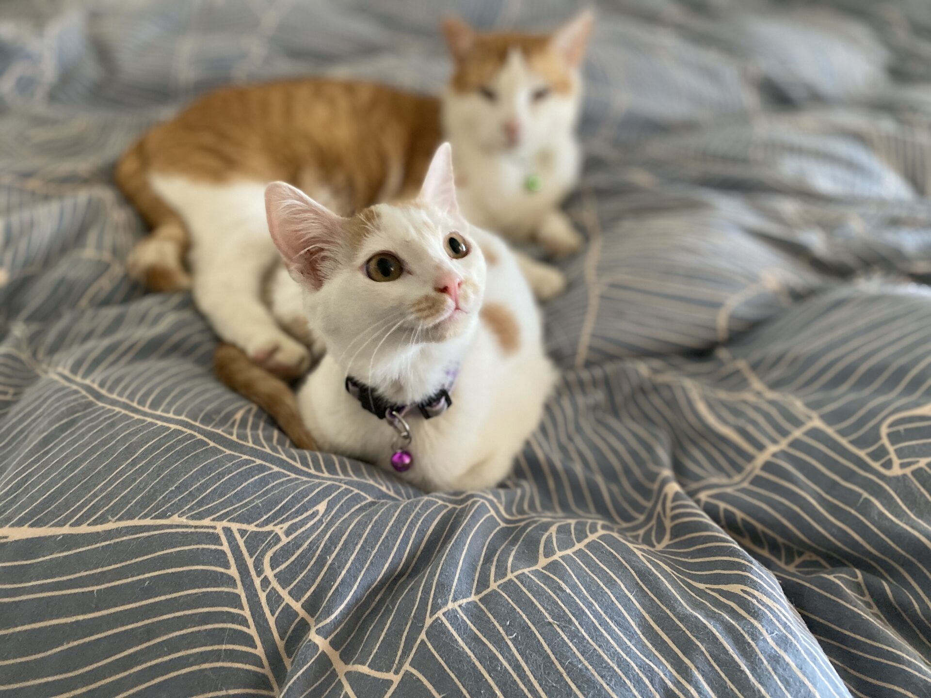 Peas in a Pod, photo 1