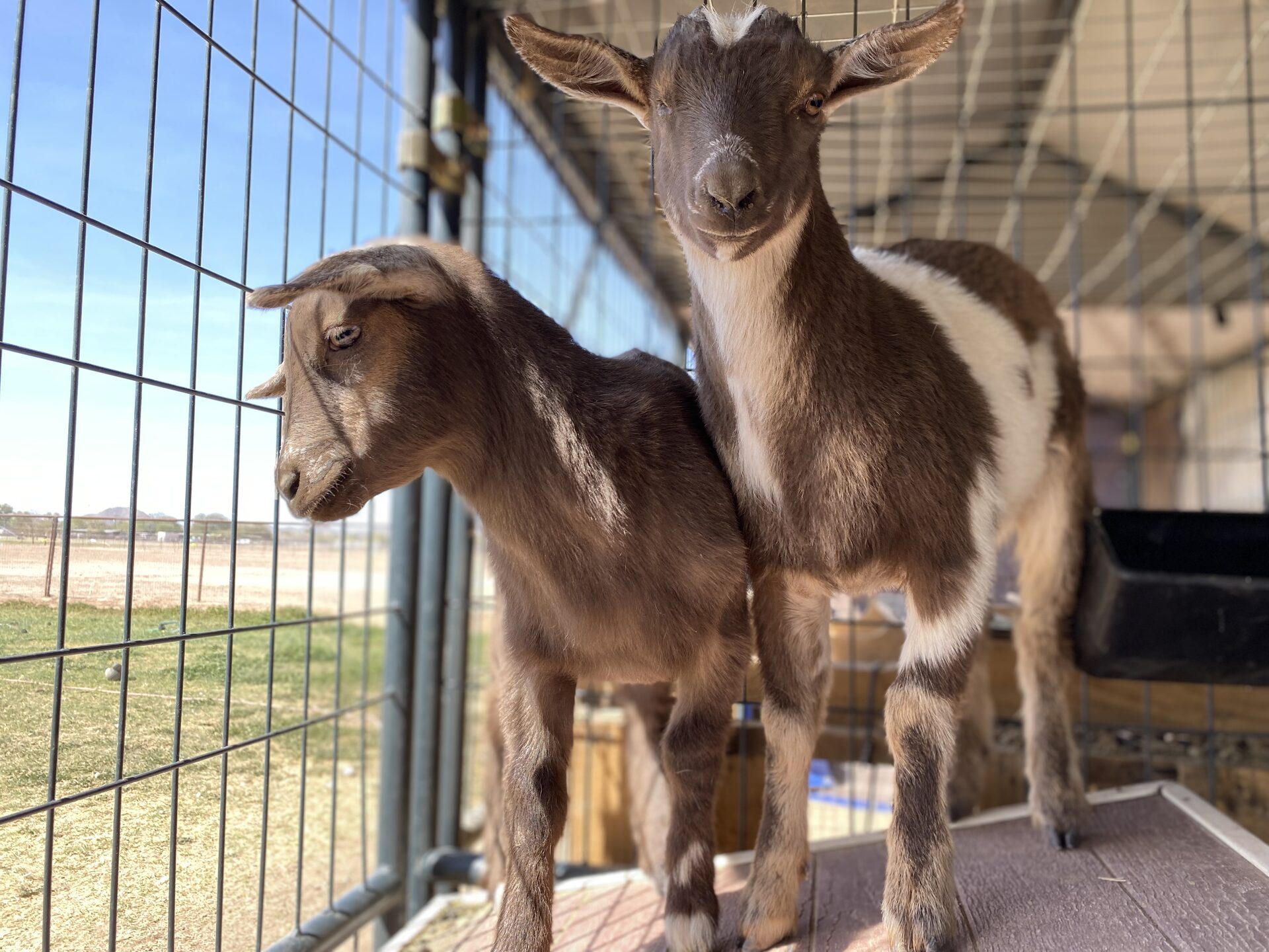 Peas in a Pod, photo 2