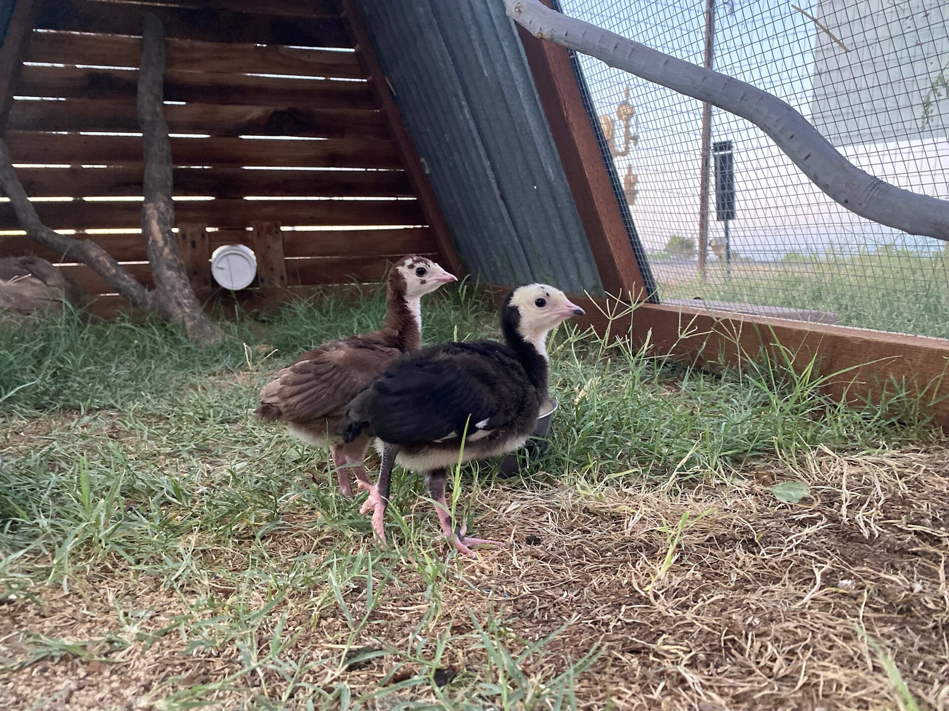 Peas in a Pod, photo 3