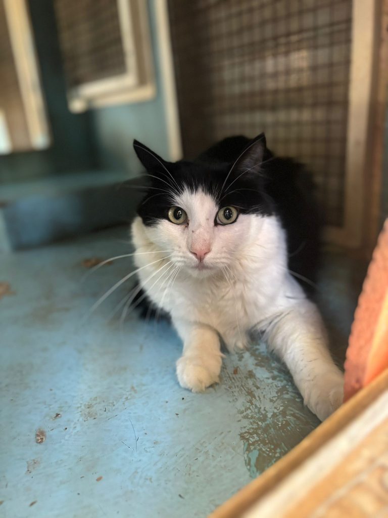 Welcome to The Gud Ark, photo 2