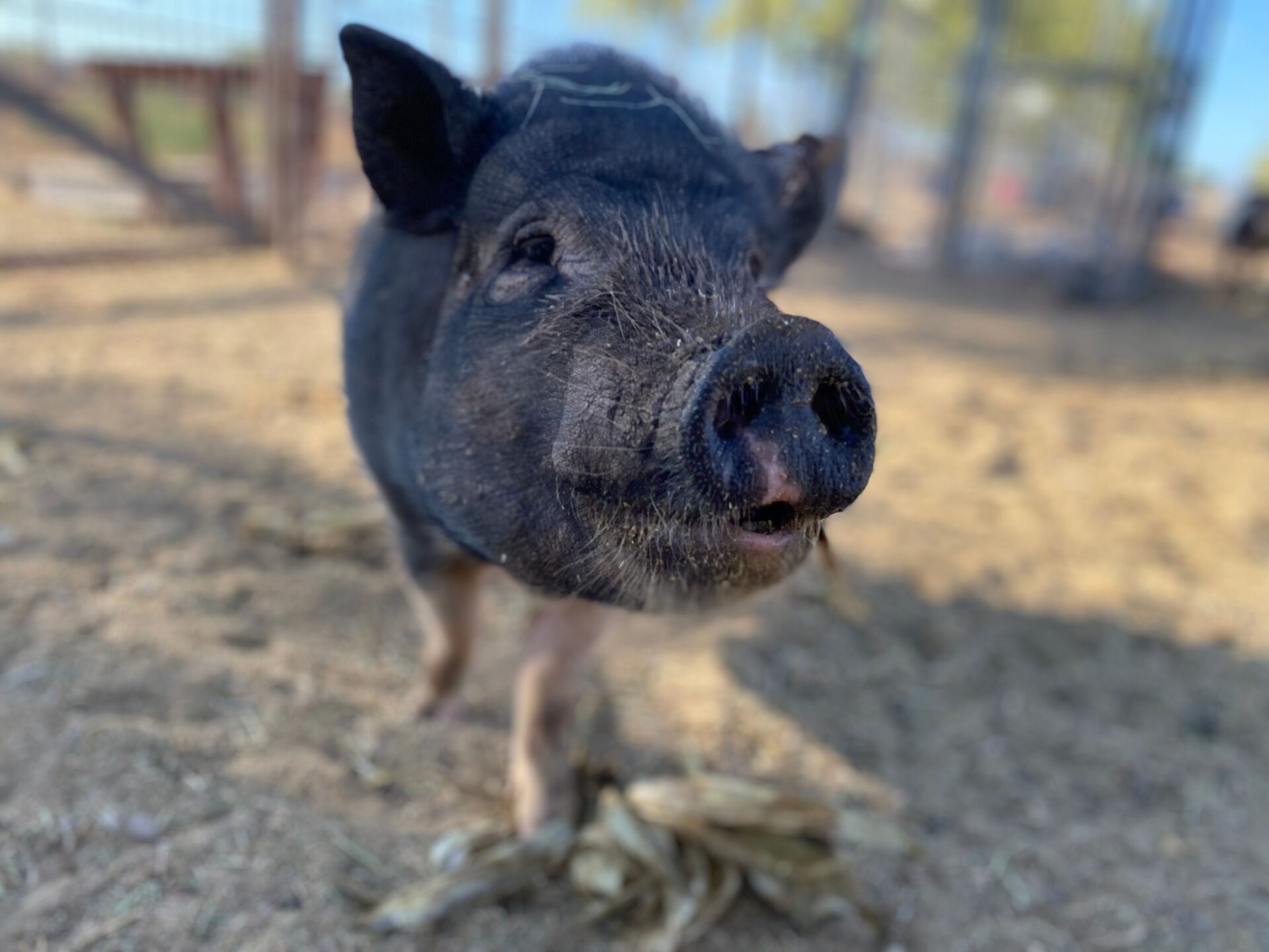 Boots the Pig