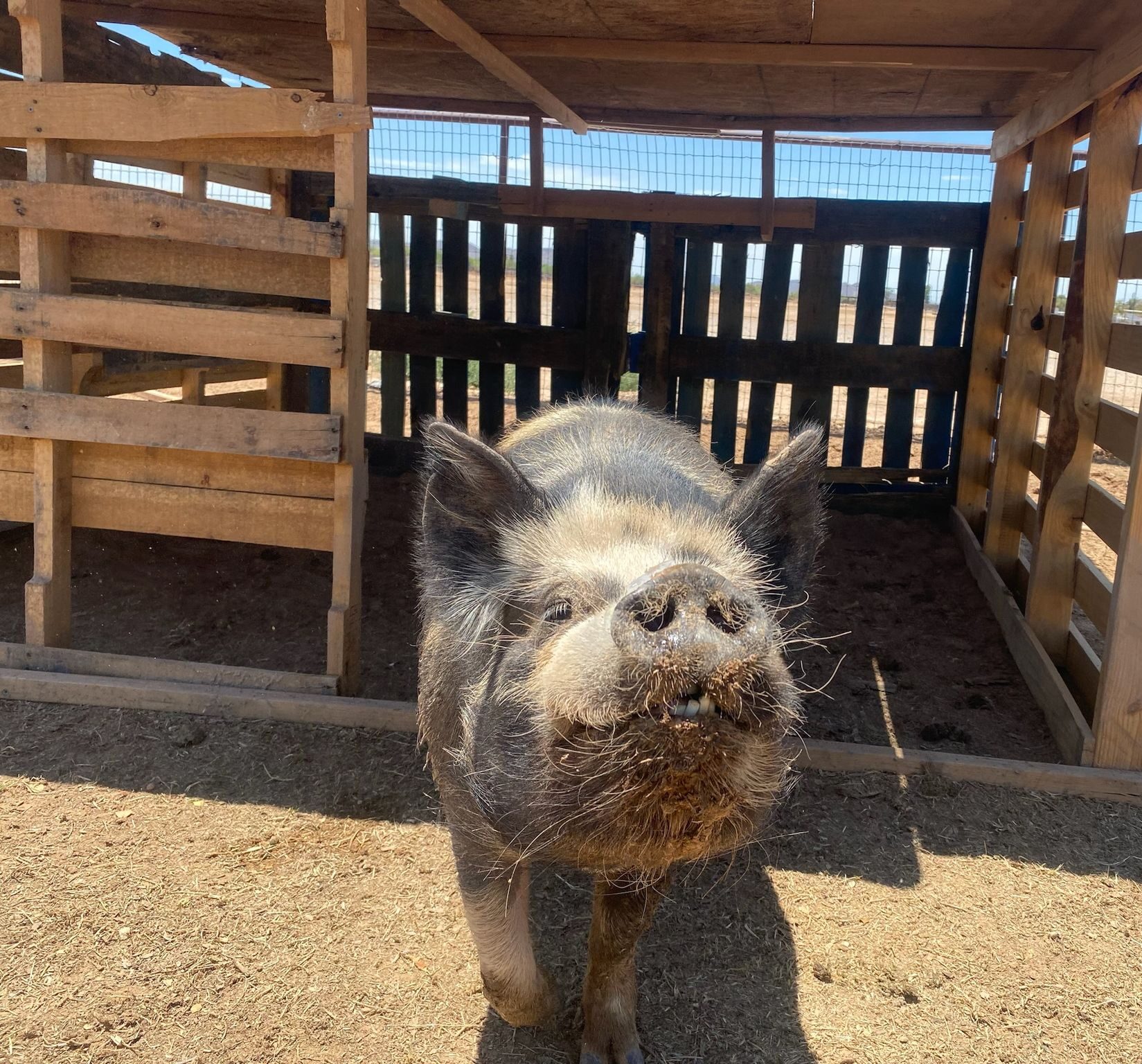 Sully the Pig
