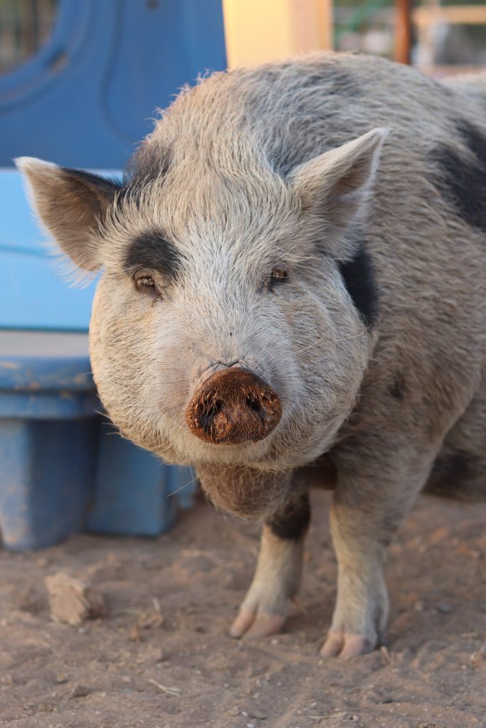 At The Gud Ark Animal Sanctuary