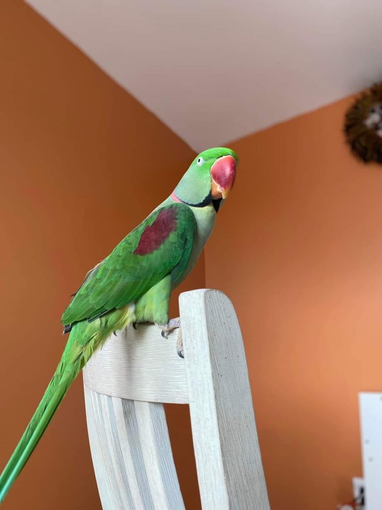 Sunny Days at the Sanctuary, photo 2