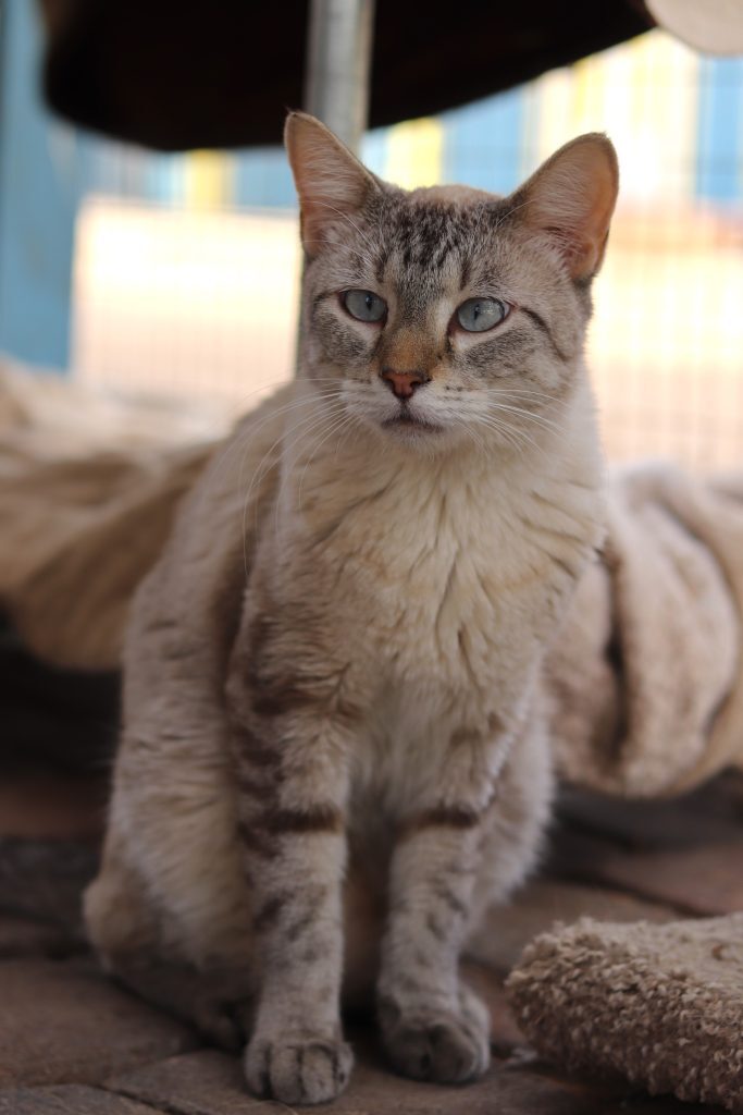 Welcome to The Gud Ark, photo 4