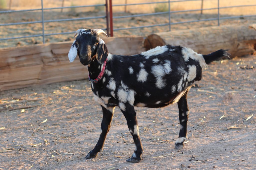 Chill Vibes, photo 1