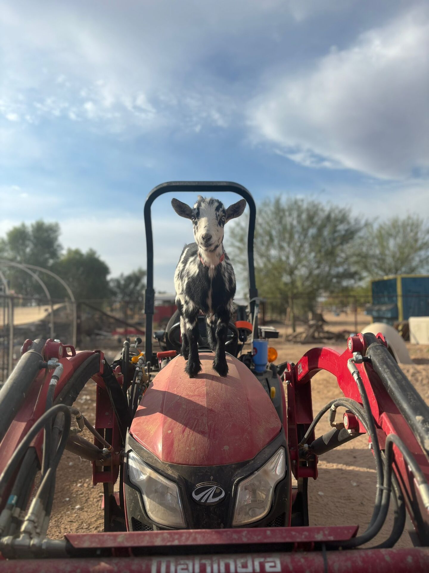 Animals and visitors at The Gud Ark Animal Sanctuary