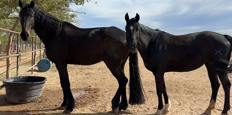 Students participating in the WorldStrides Veterinary Academy horses and large animals program
