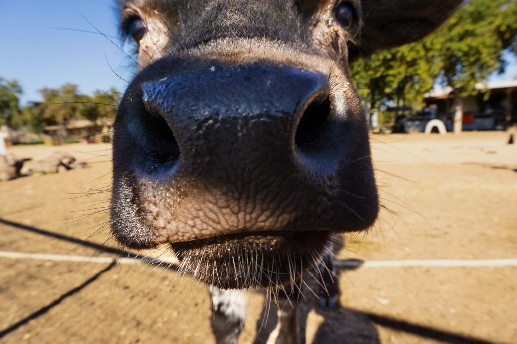 Spring at the Sanctuary, photo 1